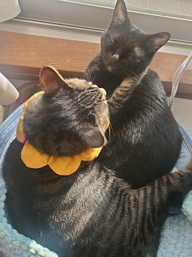 「俺がさびしいじゃないか」