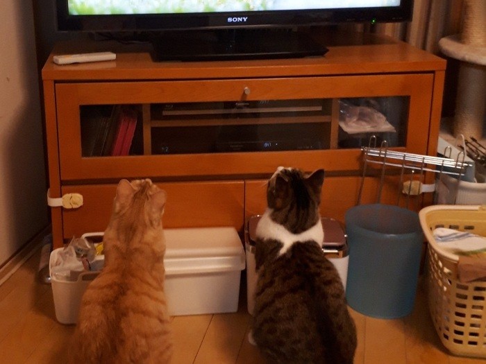 猫のテレビをそろって視聴するジャッキーときなこ