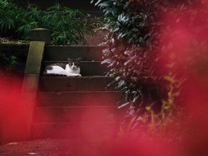 彼岸花の咲く神社の境内にたたずむ野良猫。(小林写函撮影)