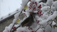 今シーズン一番となる強い寒気の影響 岡山県の11観測所で氷点下