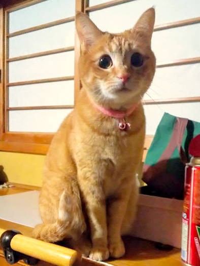 ひろこさんの帰宅時には玄関でお出迎え