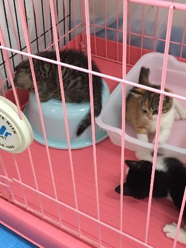 ちっちゃな保護猫がみな大きくなったんだな
