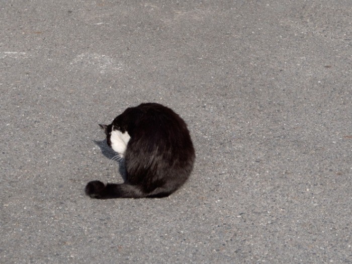 いつもの道路で身だしなみを整える。(小林写函撮影)