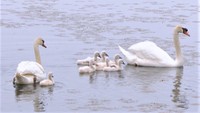 “大家族”でス~イスイ 「同じ時期に産まれるのは珍しい」7羽の白鳥のヒナが誕生 高松市