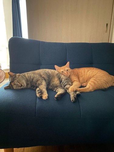 虹(左)は迎えた時から軟便で、検査をしたらコロナ+。発症はしていないが慢性腸炎のような症状もあり薬がかかせない。「それでも5.6㎏で動物病院でもマシュマロボディーといわれます」(池田さん提供)