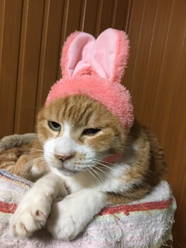 「うさぎだぴょん」(美香さん提供)