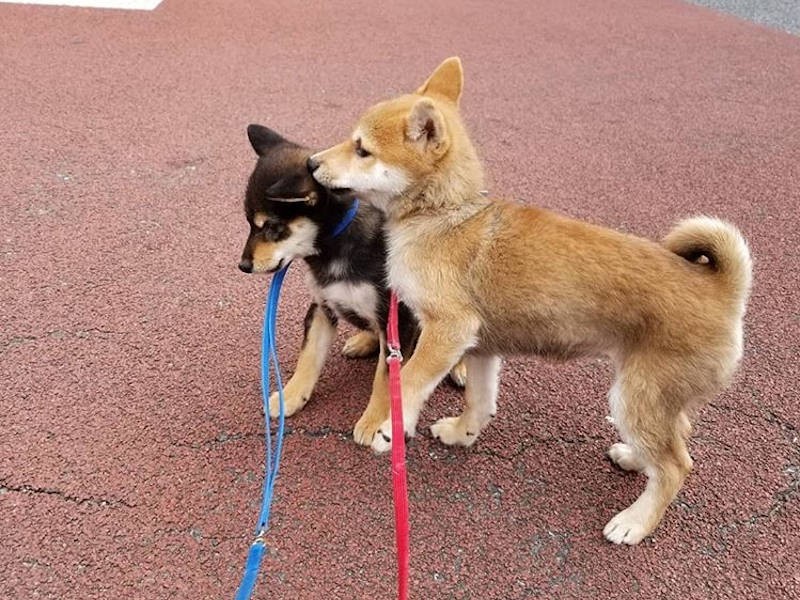 お散歩も一緒に(UG提供)