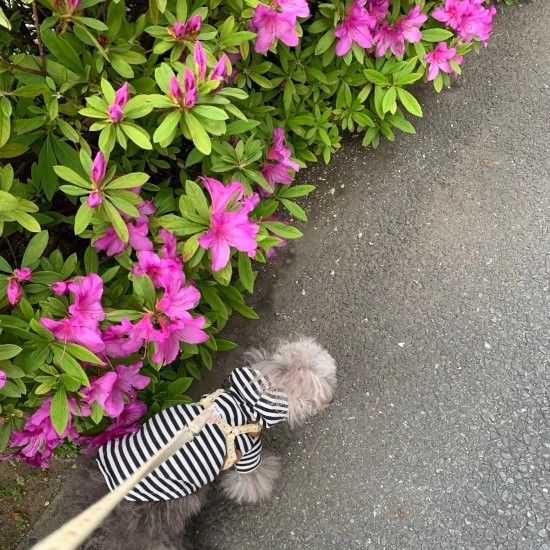 亡くなる2カ月前、最後のお散歩。5メートルくらいだけれどよろよろしながら頑張って歩いた(圭さん提供)