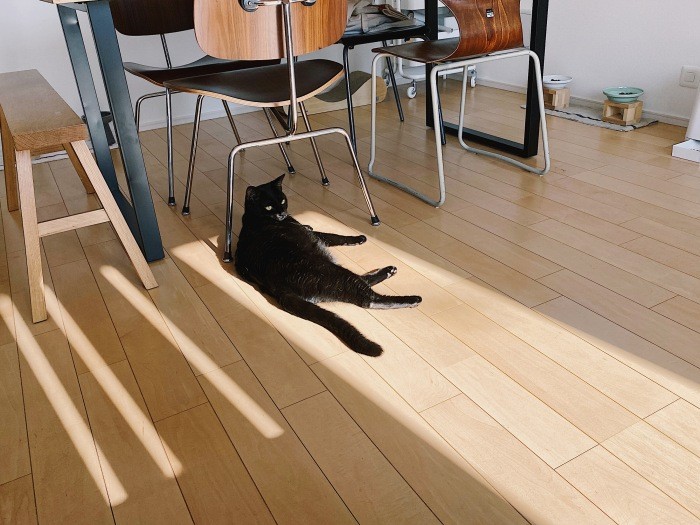 ひだまりに合わせて移動するスタイル。「あると便利な猫日時計」(佳代子さん提供)