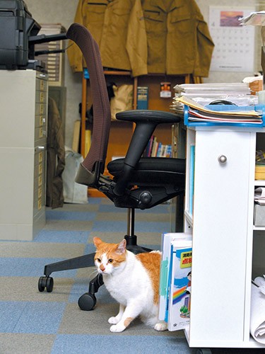 デスクの陰にそっと佇んで、防災に思いを巡らせるタマスケ
