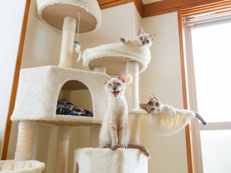 3ニャン勢ぞろいー!