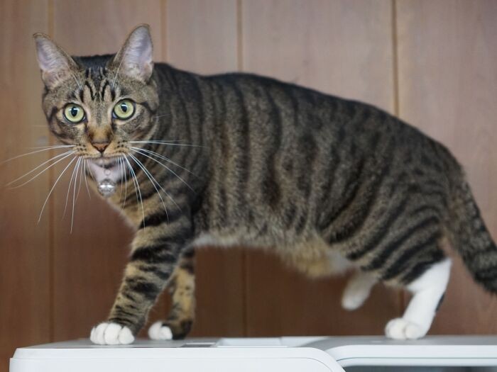 コピー機の上「忙しければ猫の手を貸します。ボタンはどこかニャ」