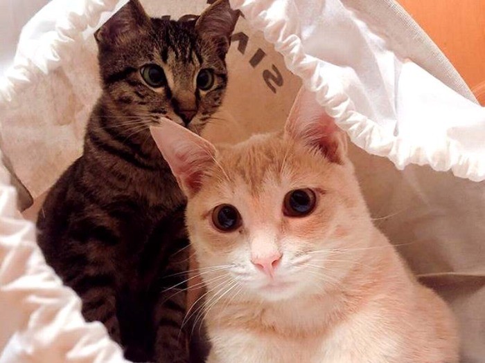 袋の中ってなんだか落ち着くの