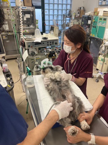エコー検査で、体の中の状態を調べる(小松さん提供)