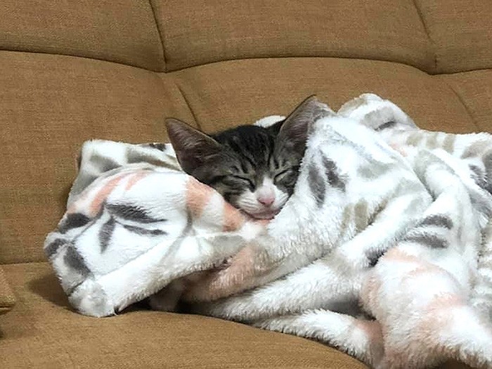 あったかいにゃ~