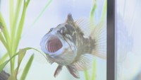 岡山県の淡水魚を集めた企画展 絶滅危惧Ⅱ類のオヤニラミなど約30種類