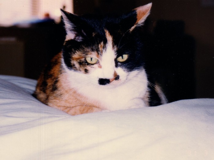 ミーちゃん、母の貫禄