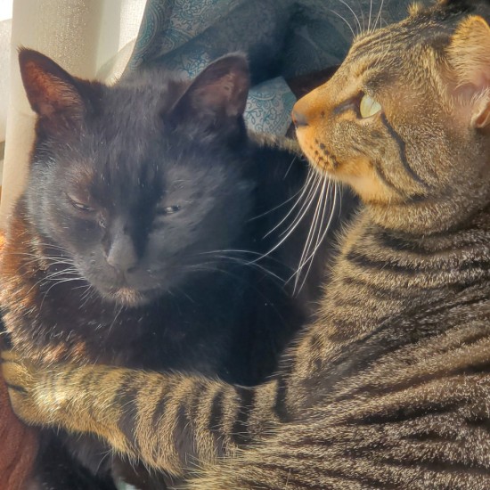 イヌオが倒れた後ずっと寄りそっていました