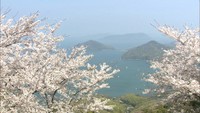 瀬戸内海を一望できる絶景の桜 海外でも注目…紫雲出山の桜が見頃 香川・三豊市