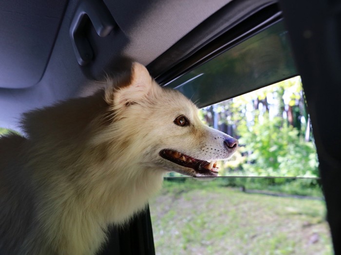 「どこ行くのかなーどこ行くのかなー」の顔
