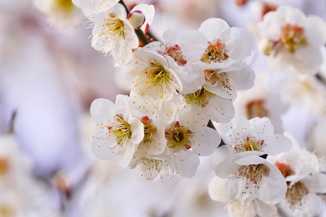 梅の花(春を待つ手紙)
