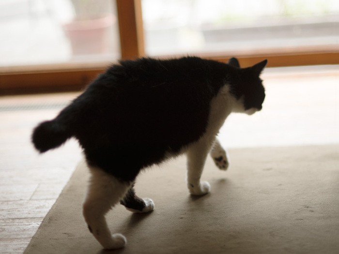 「庭の近くは日が当たって気持ちがいいの」(小林写函撮影)