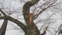 岡山県の天然記念物「尾所の桜」の枝折れる 最強レベルの寒波が影響か