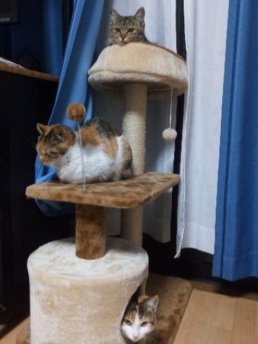普段モンジが乗らない猫タワーではしゃぐ保護猫たち