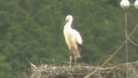 コウノトリのひな「巣立ち」 親鳥と一緒に巣の近くを飛ぶ 香川・まんのう町