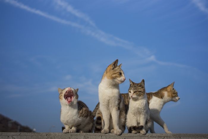 (c)Kurihara Masayuki