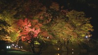 栗林公園で18日から紅葉のライトアップ 約650個の明かりが夜の公園を照らす 高松市
