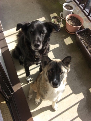 先代のろく(上)とふく。ろくは郡さんが以前勤めたクリニックに一緒に通勤し、病気の時はふくが代役をつとめた(郡さん提供)