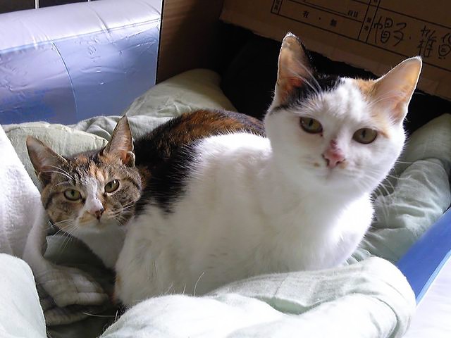 仲良し姉妹のボビ(左)とサビ