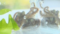 激減のイイダコを増やせ 完全養殖の赤ちゃんを海に放流 香川