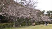 桜の開花宣言からは雨やくもりの天気に…待ち遠しい「満開」に遅れ 高松市