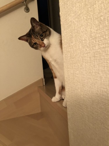 壁から顔をのぞかせるエレナ「今日は坊やと寝てあげようかな」(坂本さん提供)