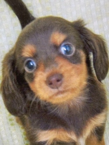 生後3カ月、一美さん宅にきたばかりのころのクレアちゃん