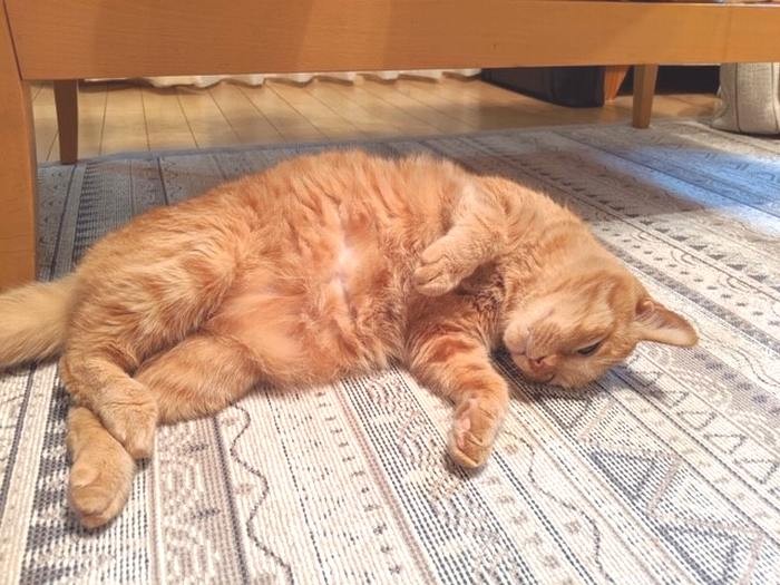 運動は長続きしません。ご褒美に「なでて」と横になりました