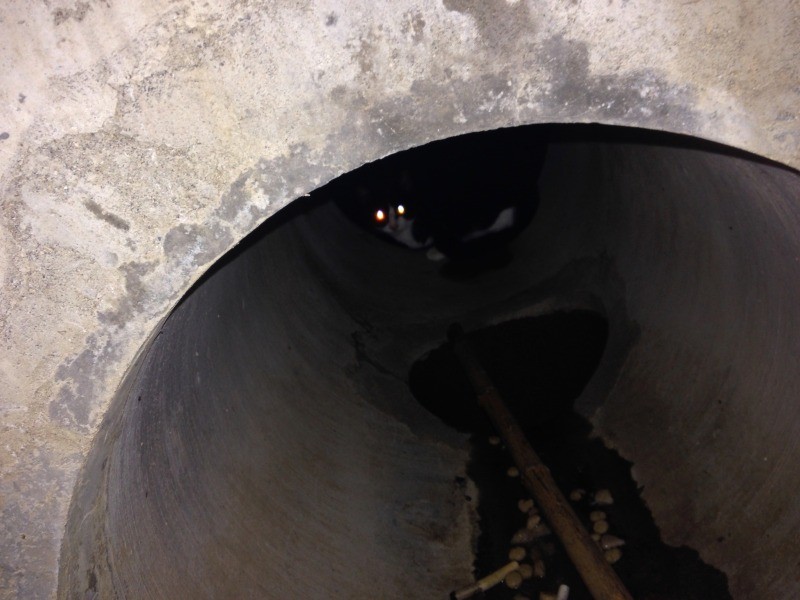 マンホール下の通路で佇むドロップちゃん。このあと貯水池へ落下(今村友美さん提供)