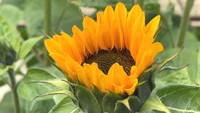 ウクライナの国花「ヒマワリ」を通じて支援 香川・三豊市