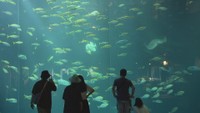 他の魚を食べてしまうことはない?水槽はどうなってる? 水族館にまつわる疑問【みんなのハテナ】