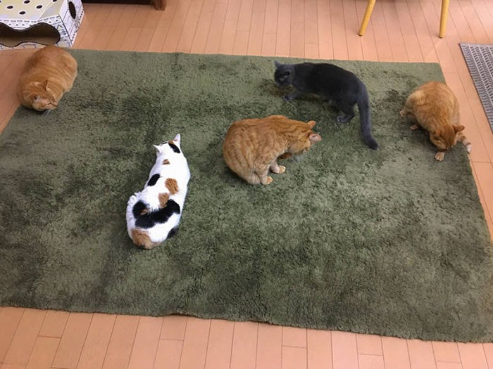 瀧本家の猫たち。みんなに会いたかったなぁ(飼い主さん提供)