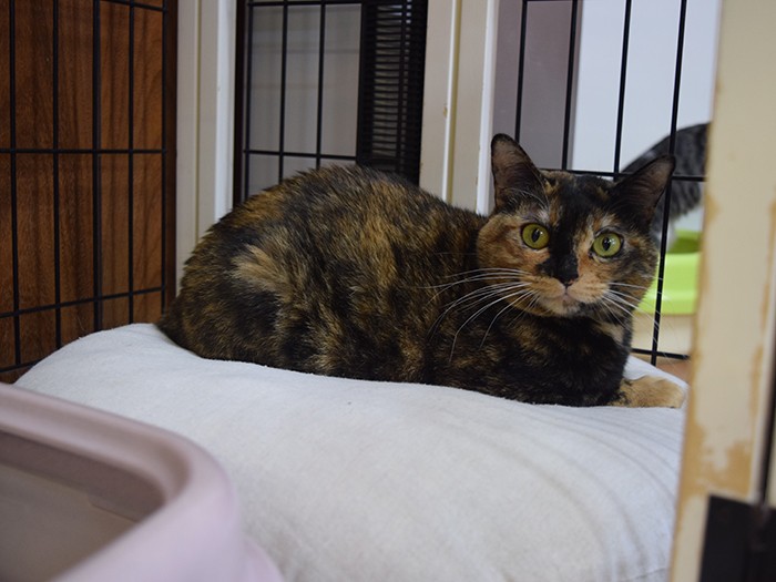 ファミーユの保護猫カフェ「ヘミングウェイ」で、出会いを待つ猫