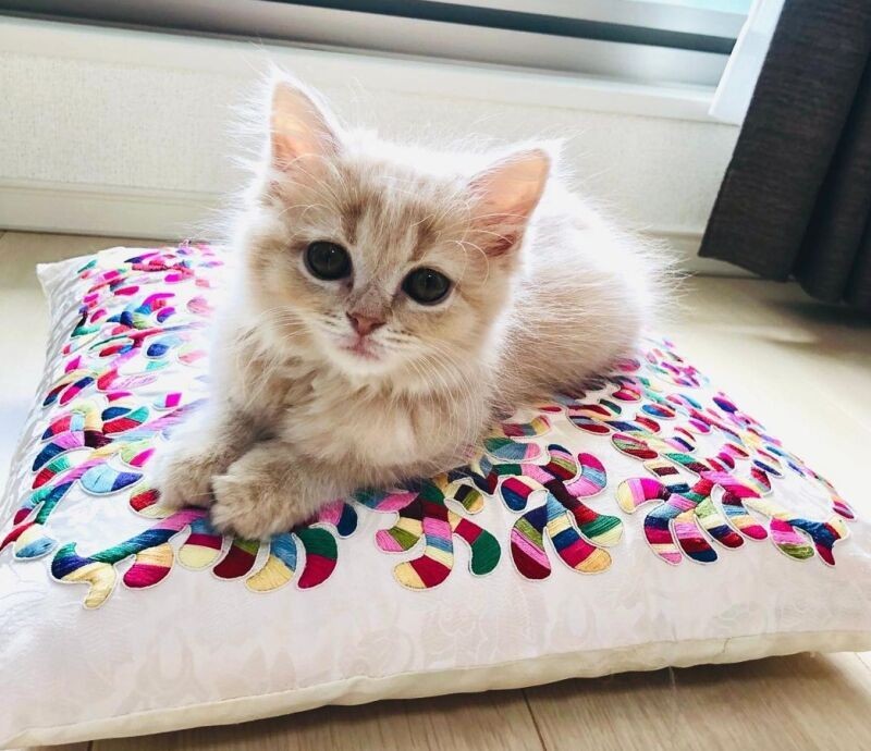 メル