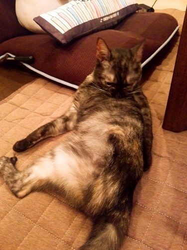 二週間も経つとくつろいで毛繕い(提供写真)