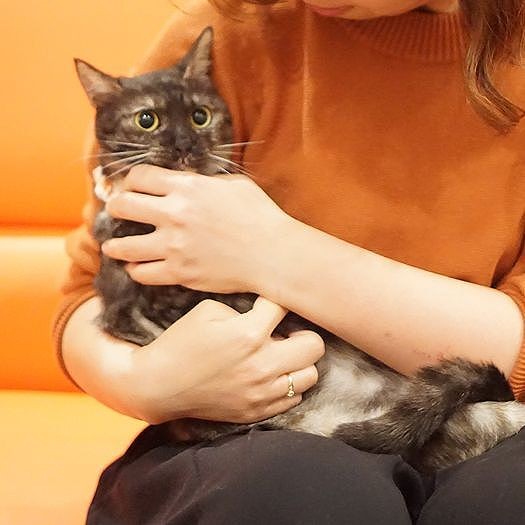 堀井さんに抱かれるちろまる