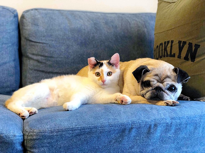 入選した「わんにゃんLife」=おおいた動物愛護センター提供撮影