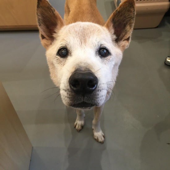 体高50cmもある「うえしたくん」は「チョコ」と恋仲に