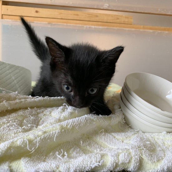 九太郎は、臨月だった母猫が保護されてボランティア宅で3兄弟で生まれた。力丸という名だったが、「名前は飼い主さんからもらう最初の贈り物なので自由につけてください」とボランティアに言ってもらい、佳代子さんは数字にちなんだ名を2匹につけた(ボランティアさん提供)