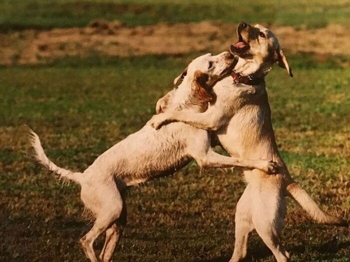 1歳8カ月 友達とわんプロ。ドッグランではいつもリーダー的存在だった(長谷川さん提供)